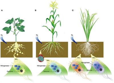 Cobalt: An Essential Micronutrient for Plant Growth?